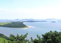 韓半島海松林
