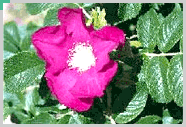 郡の花：ハマナス
