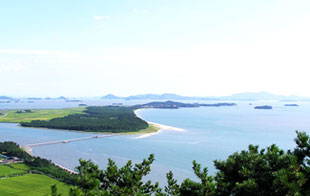 韓半島海松林 