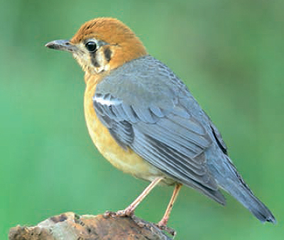 귤빛지빠귀(2004년 흑산)