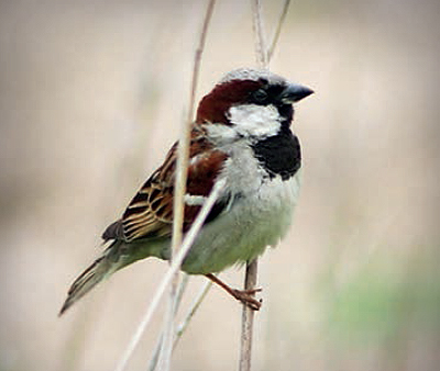 집참새(2006년 흑산)