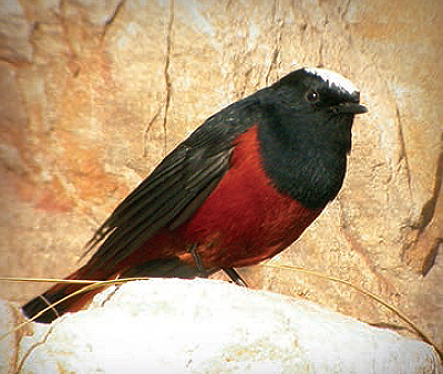 흰머리바위딱새(2006년 홍도)