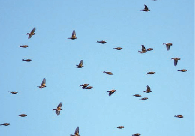 되새(ⓒ박창욱)