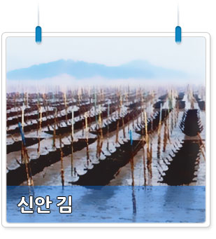 신안 김