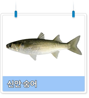 숭어