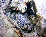 사각게