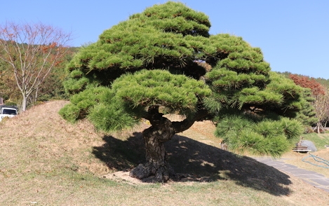 곰솔