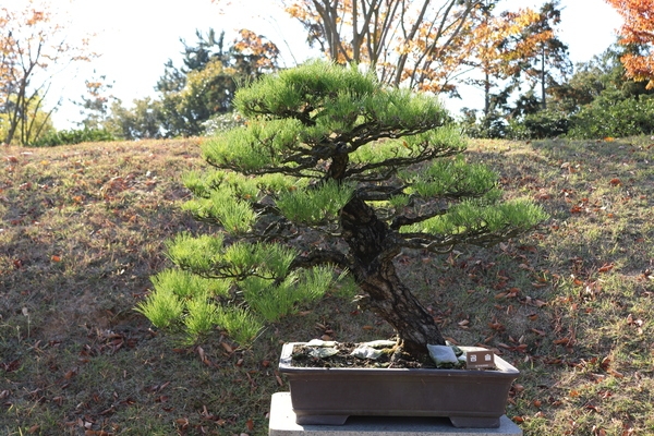 곰솔