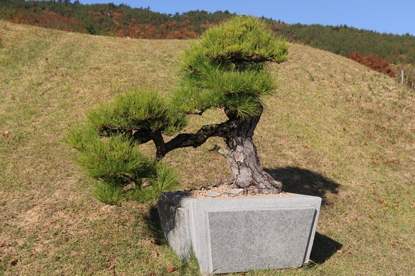 곰솔