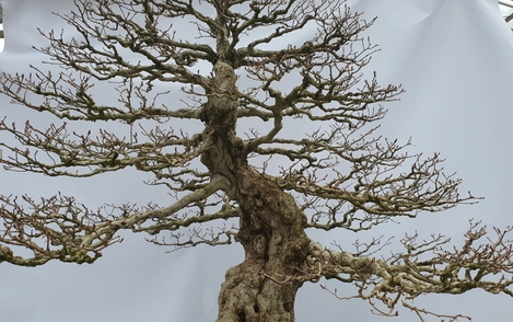 소사나무 294-156