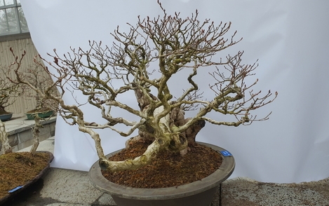 소사나무 294-184