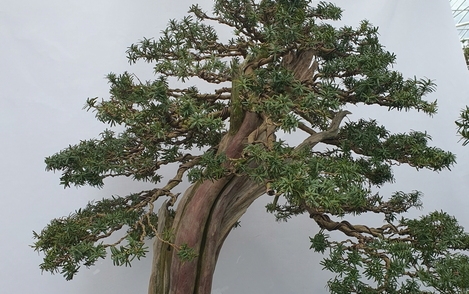 주목나무 294-221