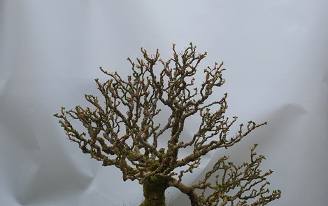 까마귀밥여름나무 구-50