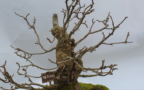 애기사과 구-140