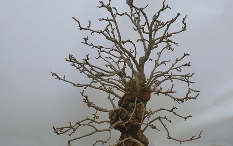 애기사과 구-142