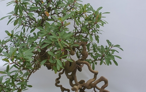 피라칸타 구-145