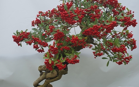 피라칸타 구-164