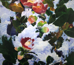Snow camelia
