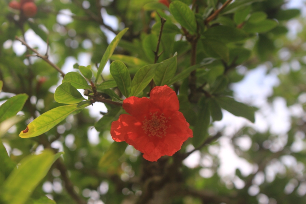 6월 21일 석류나무 꽃 1