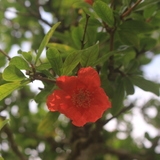 6월 21일 석류나무 꽃