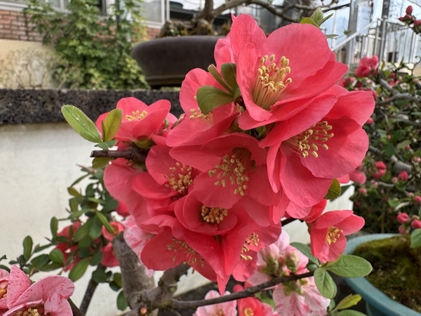 명자나무 분재 특별전 3