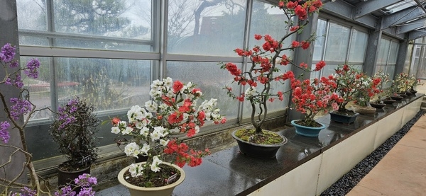 명자나무 분재 특별전 1의 이미지 확대 보기