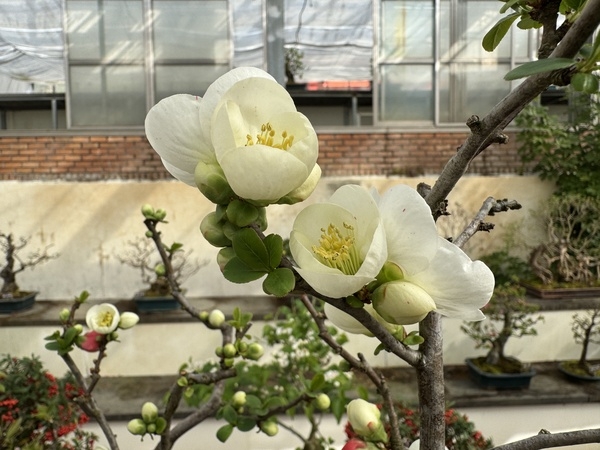 명자나무 분재 특별전 2