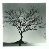 7. Baekgil Beach Tree, Jaeun-do, Shinan, Sout...