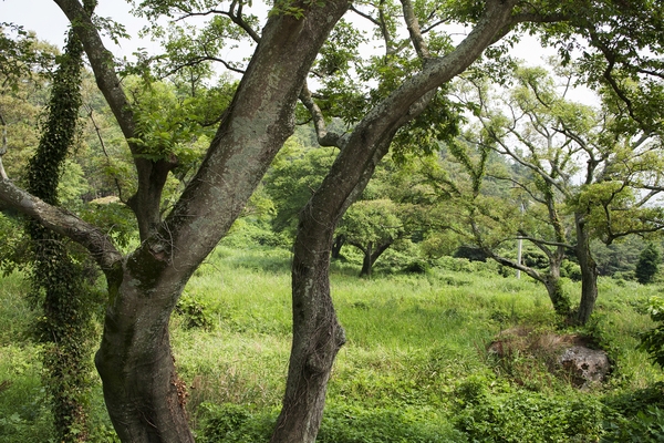 노만사 6