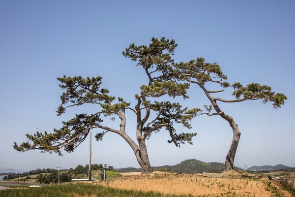 안좌 사치도 1