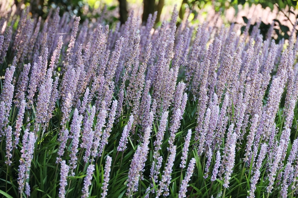 압해읍 1004섬 분재정원 맥문동 001 5