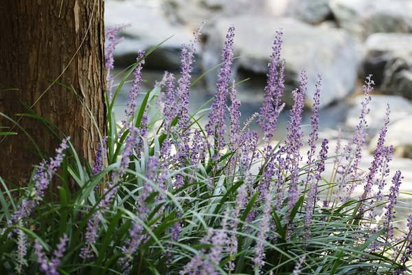 압해읍 1004 분재정원 맥문동 001 4