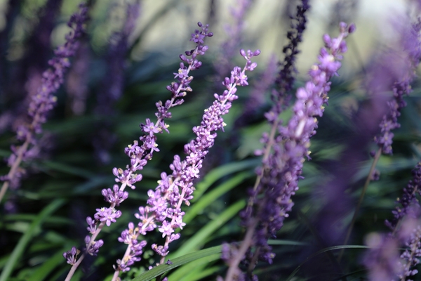 압해읍 1004 분재정원 맥문동 001 1