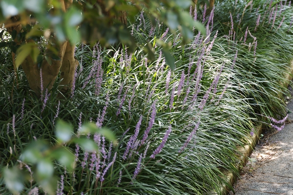 압해읍 1004 분재정원 맥문동 002 3