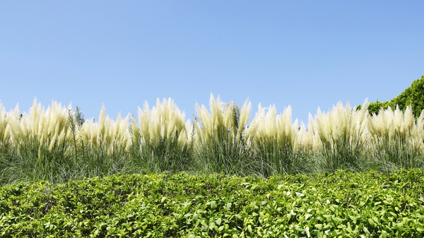 압해읍 1004 분재정원 팜파스글라스 1
