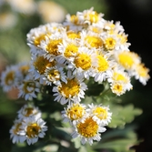 압해읍 고이도 아자니아 001