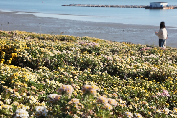 압해읍 고이도 아자니아 002 1