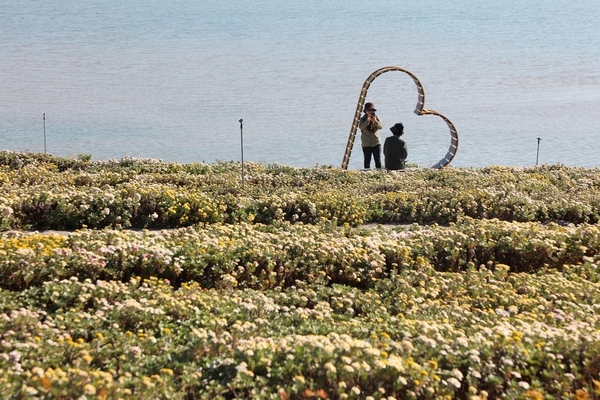 압해읍 고이도 아자니아 002 3