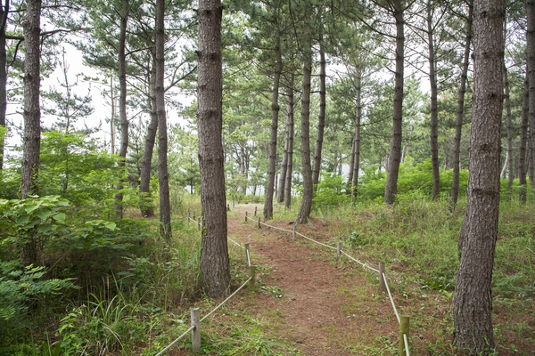 도초 시목해수욕장 4