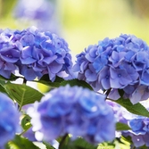 도초면 수국 001