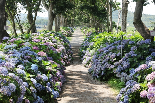 도초도 환상의 정원 팽나무길 001 6