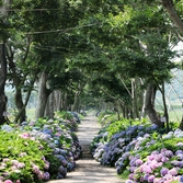 도초도 환상의 정원 팽나무길 001