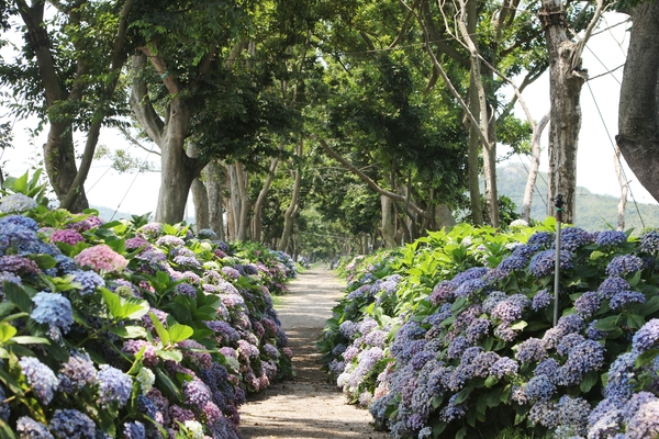 도초도 환상의 정원 팽나무길 002 5