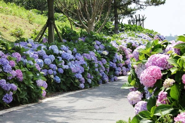 도초면 수국정원 수국 3