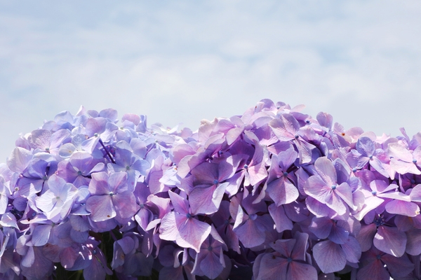 도초면 수국정원 수국 4