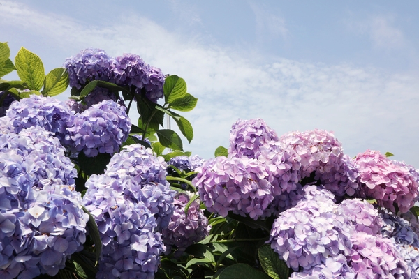 도초면 수국정원 수국 5