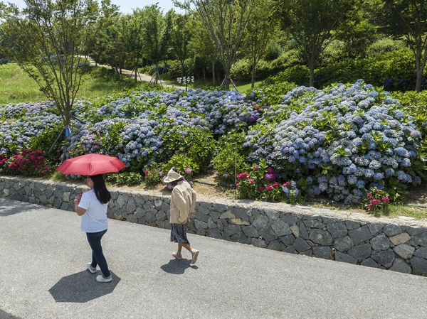 도초면 수국정원 수국 6