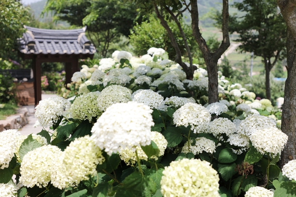 도초면 수국정원 수국 1