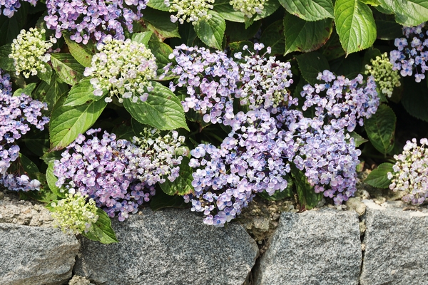 도초면 수국정원 2