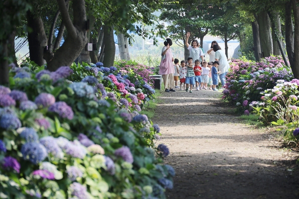 도초면 환상의 정원 팽나무십리길 5